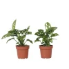 Hålväxt - Set om 2 - Monstera adansonii 'Monkey Mask' - Höjd 25-30cm - ⌀12cm