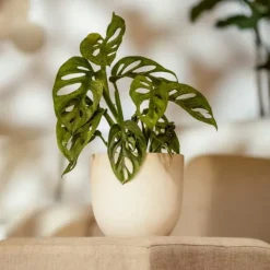 Hålväxt - Set om 2 - Monstera adansonii 'Monkey Mask' - Höjd 25-30cm - ⌀12cm