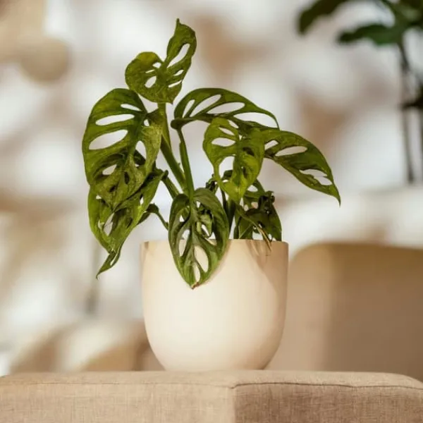 Hålväxt - Set om 2 - Monstera adansonii 'Monkey Mask' - Höjd 25-30cm - ⌀12cm