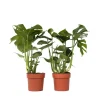 Hålväxt - Set om 2 - Monstera deliciosa - Höjd 70-80cm - ⌀21cm Krukväxter Inomhus