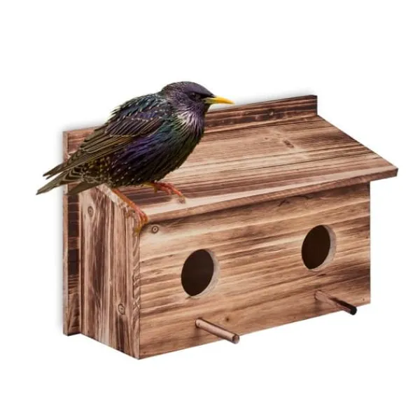 Holk för starar från Robustiek