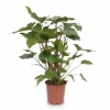 Best Homalomena Krukväxt Ø24 cm, Höjd ca 90 cm Krukväxter Inomhus
