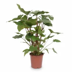 Best Homalomena Krukväxt Ø24 cm, Höjd ca 90 cm Krukväxter Inomhus