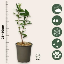 Honungsbär - Set om 3 - Lonicera kamtchatica - Höjd 25-40cm - ⌀9cm