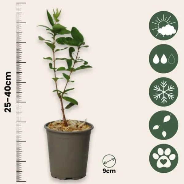 Honungsbär - Set om 3 - Lonicera kamtchatica - Höjd 25-40cm - ⌀9cm