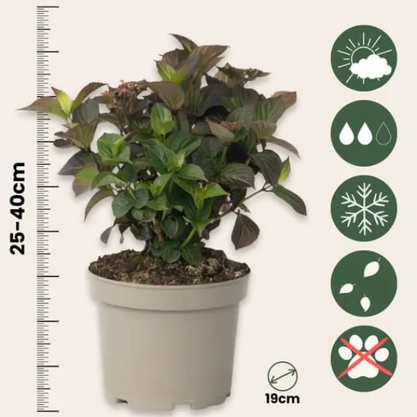New Hortensia - Hydrangea paniculata 'Dare Devil' - Höjd 25-40cm - ⌀19cm Krukväxter Inomhus