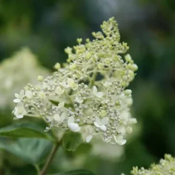 Hortensia - Hydrangea paniculata 'Bobo' - Höjd 25-40cm - ⌀19cm