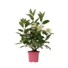Hortensia - Hydrangea paniculata 'Early Harry' - Höjd 25-40cm - ⌀19cm