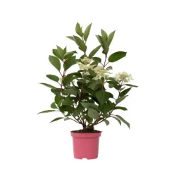 Hortensia - Hydrangea paniculata 'Early Harry' - Höjd 25-40cm - ⌀19cm