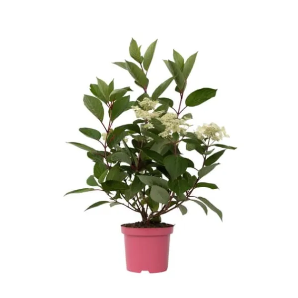 Hortensia - Hydrangea paniculata 'Early Harry' - Höjd 25-40cm - ⌀19cm
