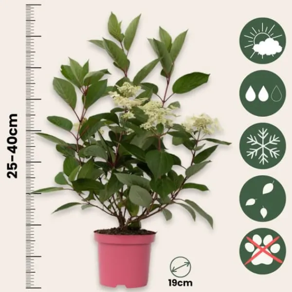 Hortensia - Hydrangea paniculata 'Early Harry' - Höjd 25-40cm - ⌀19cm