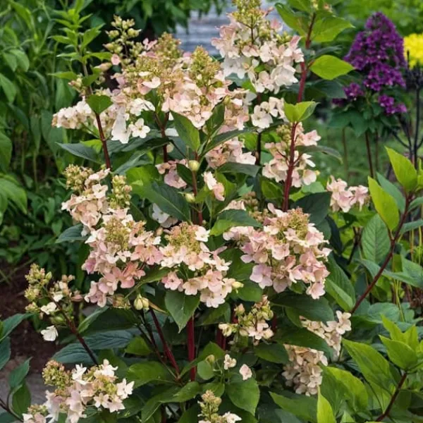 Hortensia - Hydrangea paniculata 'Early Harry' - Höjd 25-40cm - ⌀19cm
