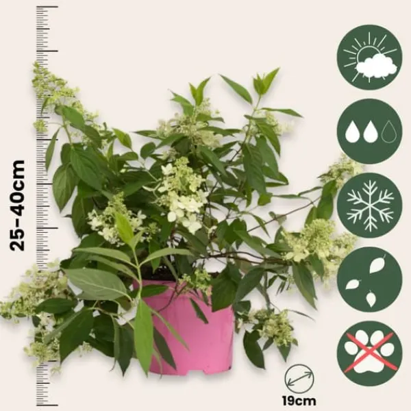 Hortensia - Hydrangea paniculata 'Confetti' - Höjd 25-40cm - ⌀19cm