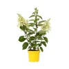 Outlet Hortensia - Hydrangea paniculata 'Candlelight' - Höjd 25-40cm - ⌀19cm Blommor