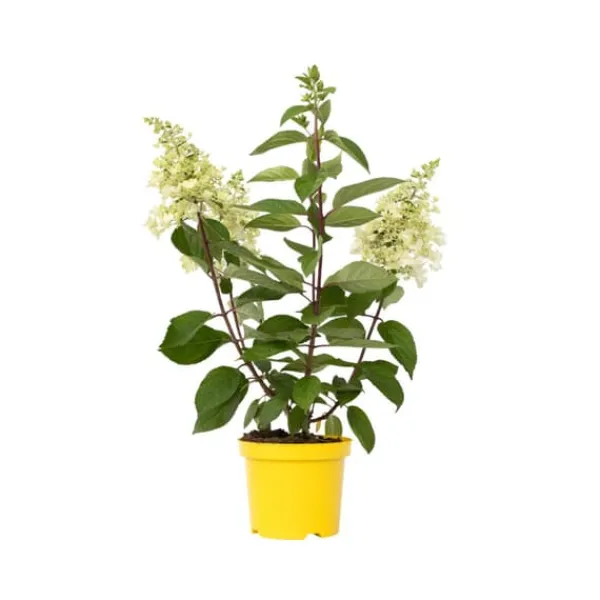 Outlet Hortensia - Hydrangea paniculata 'Candlelight' - Höjd 25-40cm - ⌀19cm Blommor