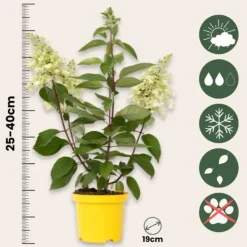 Outlet Hortensia - Hydrangea paniculata 'Candlelight' - Höjd 25-40cm - ⌀19cm Blommor