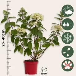 Hortensia - Hydrangea paniculata 'Wim's Red' - Höjd 25-40cm - ⌀19cm