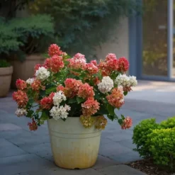 Hortensia - Hydrangea paniculata 'Wim's Red' - Höjd 25-40cm - ⌀19cm