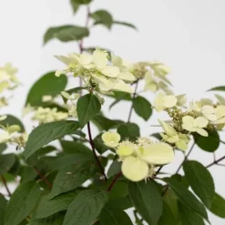 Hortensia - Hydrangea paniculata 'Wim's Red' - Höjd 25-40cm - ⌀19cm