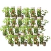 Sale Hortensia - Set om 24 - Hortensia paniculata - Höjd 25-35cm - ⌀9cm Buskar