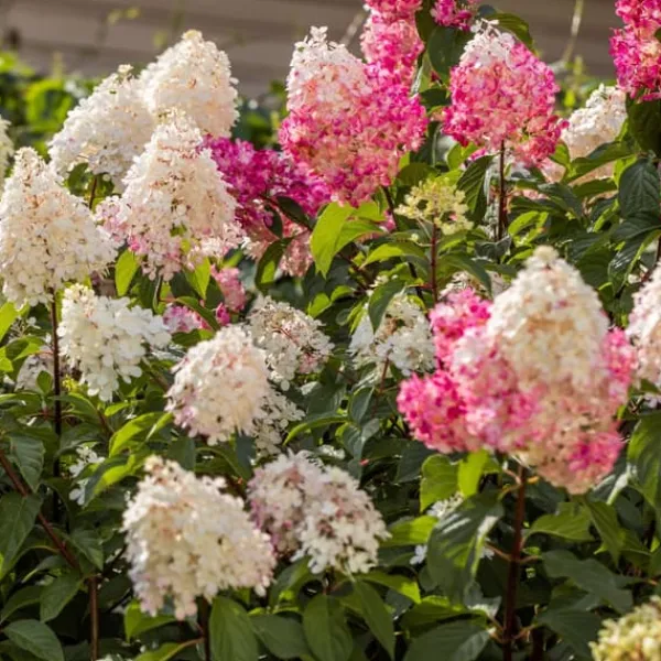 New Hortensia - Set om 3 - Hortensia paniculata - Höjd 25-35cm - ⌀9cm Buskar
