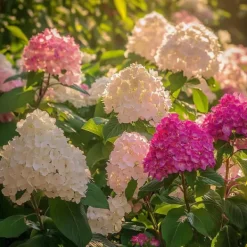 New Hortensia - Set om 3 - Hortensia paniculata - Höjd 25-35cm - ⌀9cm Buskar