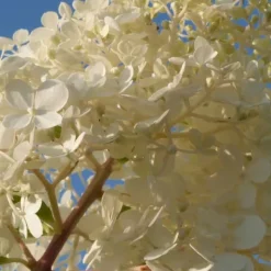 Hortensia - Set om 6 - Hortensia paniculata - Höjd 25-35cm - ⌀9cm