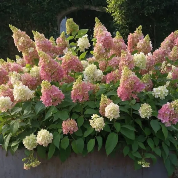 Hortensia - Set om 2 - Hydrangea paniculata 'Candlelight' - Höjd 25-40cm - ⌀19cm