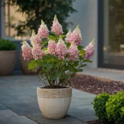 Hortensia - Set om 4 - Hydrangea paniculata 'Pinky Winky' - Höjd 25-40cm - ⌀19cm