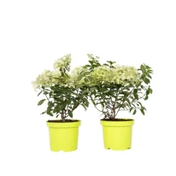 Online Hortensia - Set om 2 - Hydrangea paniculata 'Bobo' - Höjd 25-40cm - ⌀19cm Buskar