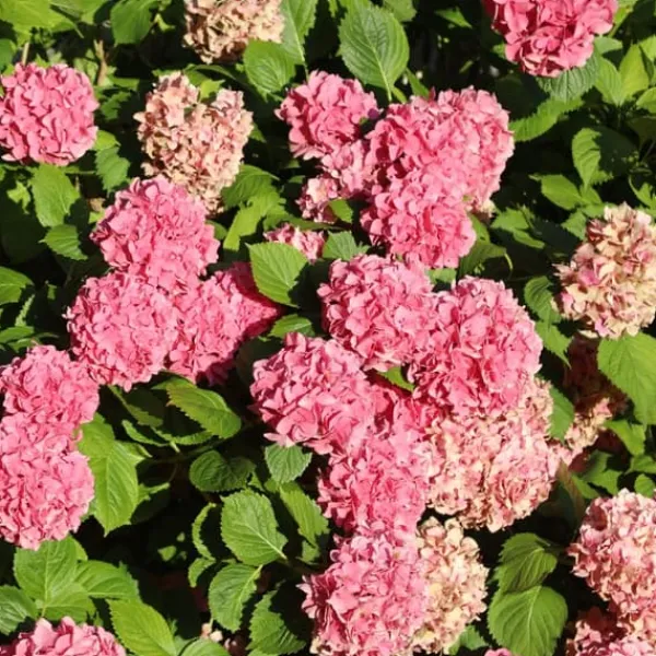 Hortensia - Set om 6 - Hydrangea macrophylla - Höjd 25-40cm - ⌀10,5cm
