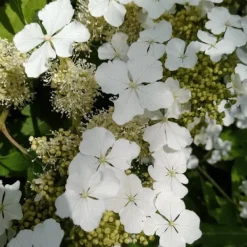 Hortensia - Set om 2 - Hydrangea 'Ice Crystal' - Höjd 25-40cm - ⌀19cm Buskar