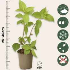 Hot Hortensia - Set om 3 - Hydrangea paniculata - Höjd 25-40cm - ⌀9cm Buskar