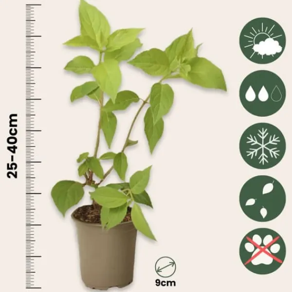 Hot Hortensia - Set om 3 - Hydrangea paniculata - Höjd 25-40cm - ⌀9cm Buskar