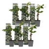 Hortensia - Set om 6 - Hydrangea anomale petiolaris - Höjd 25-40cm - ⌀9cm