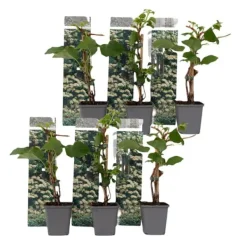 Hortensia - Set om 6 - Hydrangea anomale petiolaris - Höjd 25-40cm - ⌀9cm