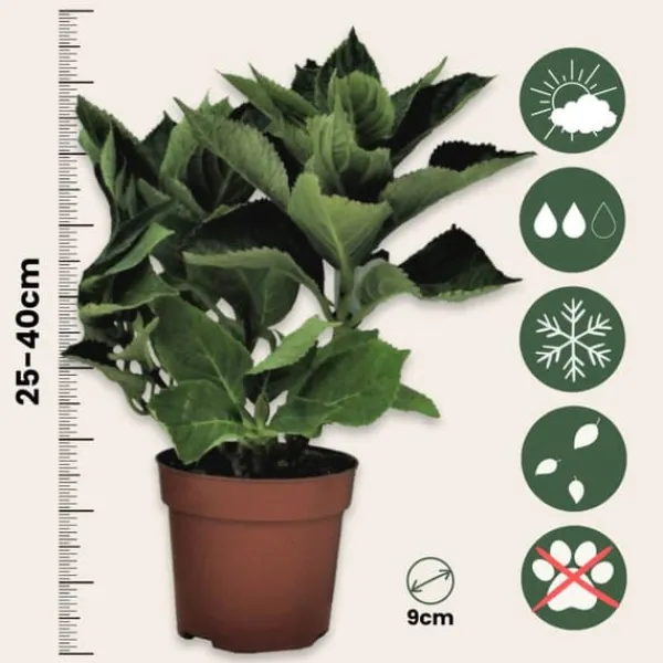 Hortensia - Set om 6 - Hydrangea macrophylla 'Bavaria' - Höjd 25-40cm - ⌀9cm