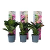 Hortensia - Set om 6 - Hydrangea macrophylla - Höjd 25-40cm - ⌀9cm