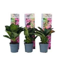 Hortensia - Set om 6 - Hydrangea macrophylla - Höjd 25-40cm - ⌀9cm
