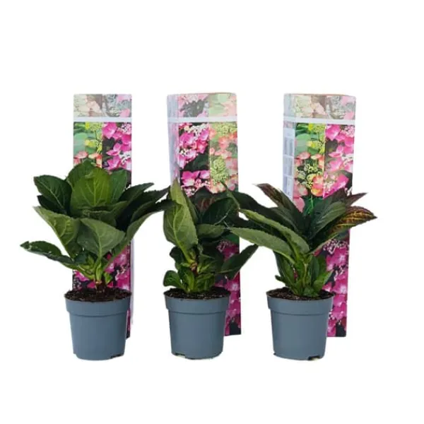 Hortensia - Set om 6 - Hydrangea macrophylla - Höjd 25-40cm - ⌀9cm