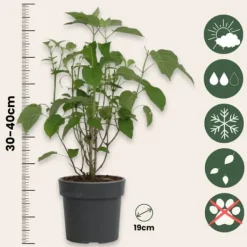 Hortensia - Set om 3 - Hydrangea 'Strong Annabelle' - Höjd 30-40cm - ⌀19cm Krukväxter Inomhus
