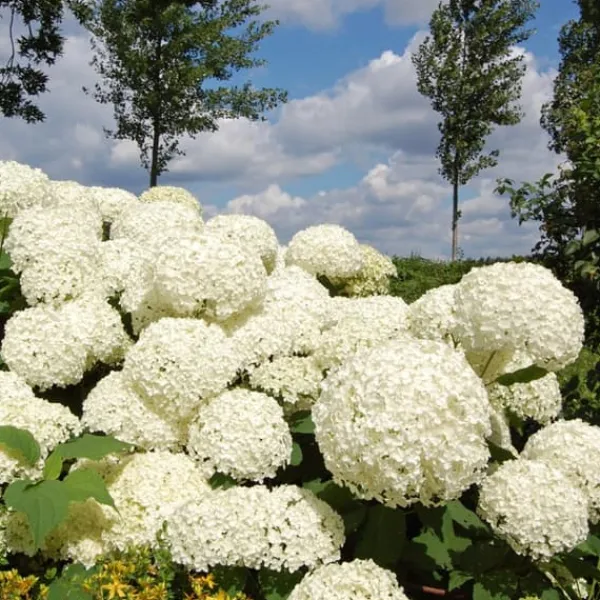 Hortensia - Set om 3 - Hydrangea 'Strong Annabelle' - Höjd 30-40cm - ⌀19cm Krukväxter Inomhus