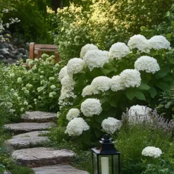 Hortensia - Set om 3 - Hydrangea 'Strong Annabelle' - Höjd 30-40cm - ⌀19cm Krukväxter Inomhus