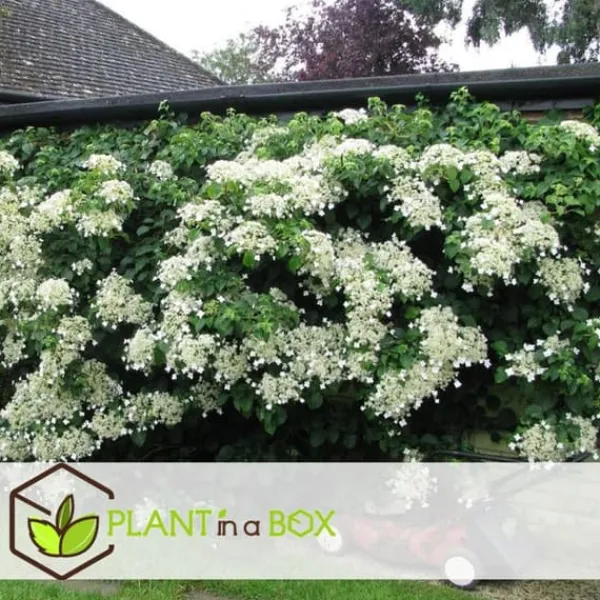 Hortensia - Set om 3 - Hydrangea anomale petiolaris - Höjd 25-40cm - ⌀9cm