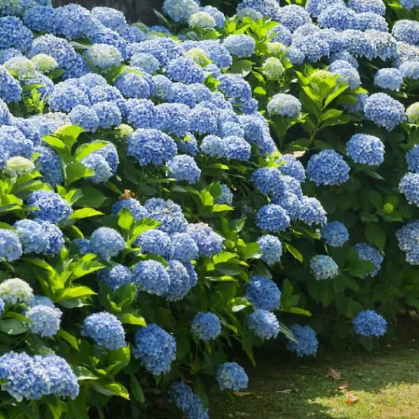 Hortensia - Set om 3 - Hydrangea macrophylla - Höjd 25-40cm - ⌀9cm
