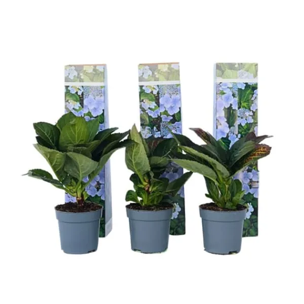Clearance Hortensia - Set om 3 - Hydrangea macrophylla teller - Höjd 25-40cm - ⌀9cm Krukväxter Inomhus