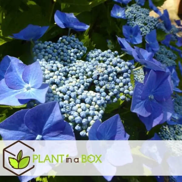Clearance Hortensia - Set om 3 - Hydrangea macrophylla teller - Höjd 25-40cm - ⌀9cm Krukväxter Inomhus
