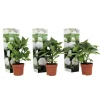 Hortensia - Set om 3 - Hydrangea macrophylla 'Wudu' - Höjd 25-40cm - ⌀9cm