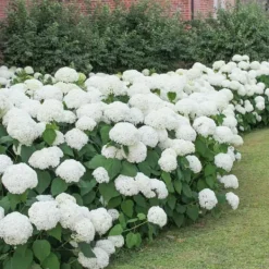 Hortensia - Set om 3 - Hydrangea macrophylla 'Wudu' - Höjd 25-40cm - ⌀9cm