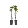 Hortensia - Set om 2 - Hydrangea anomale Petiolaris - Höjd 60-70cm - ⌀15cm